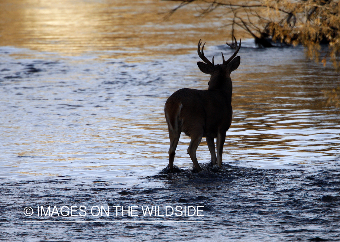 Whitetail Buck