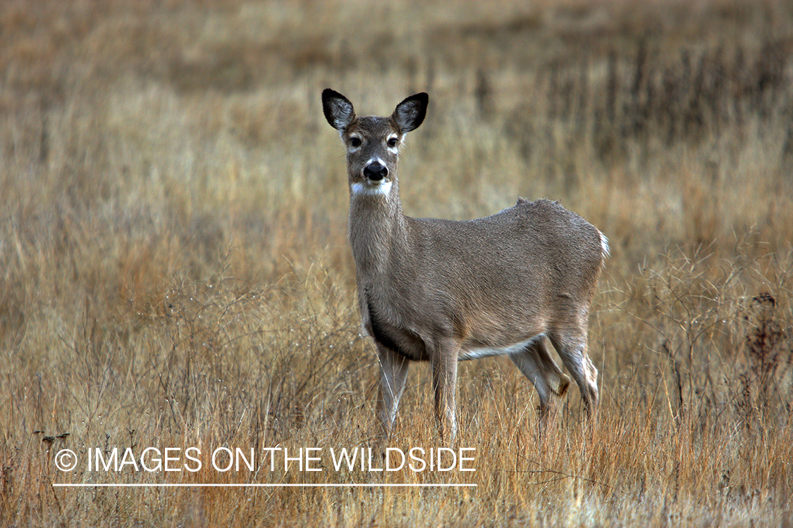 Whitetail Doe in Field