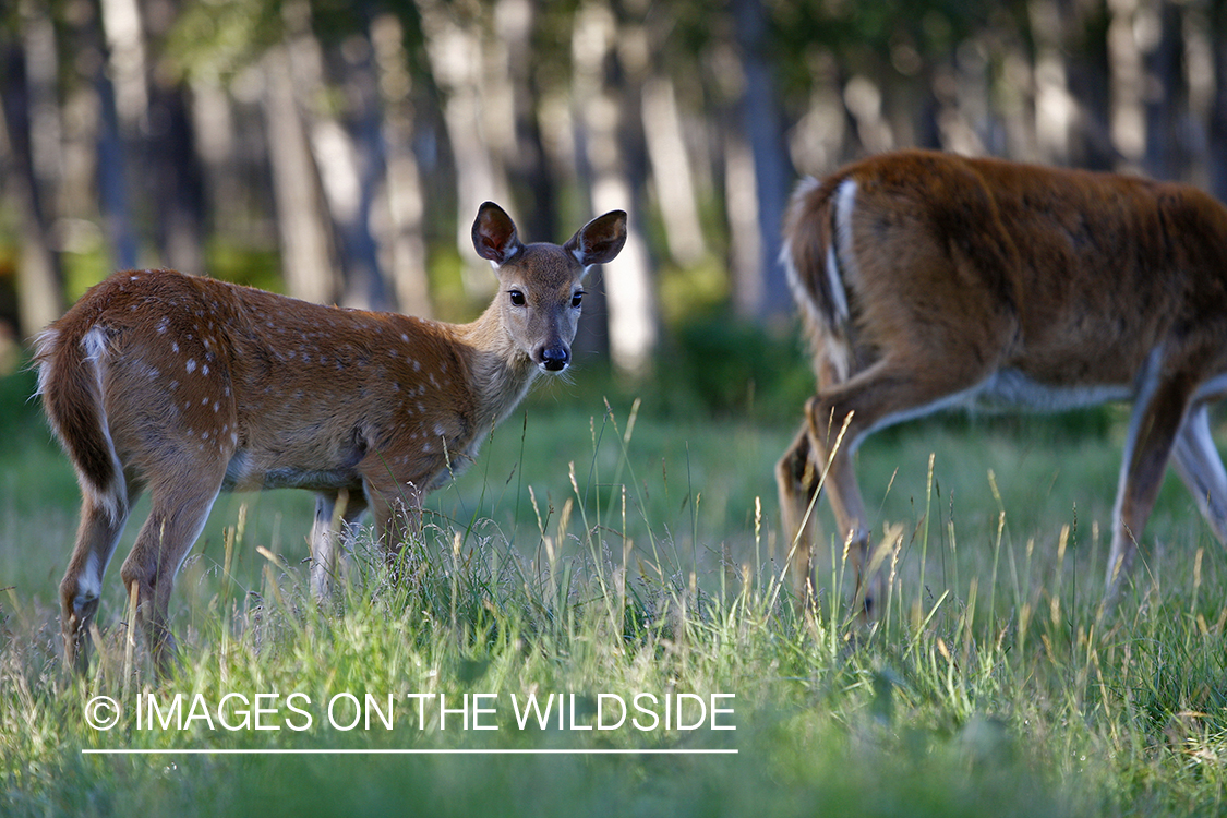 Whitetail fawn in habitat