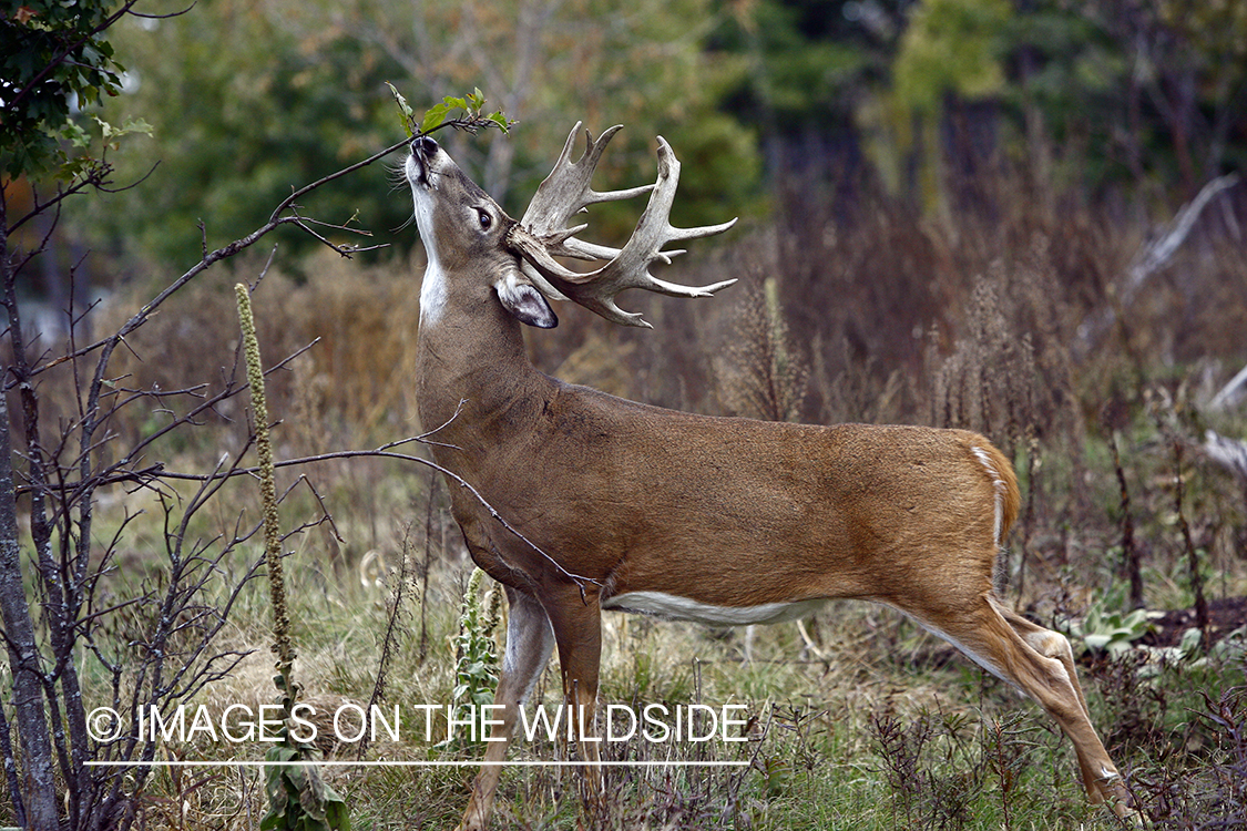 Whitetail buck rubbing antlers in tree.