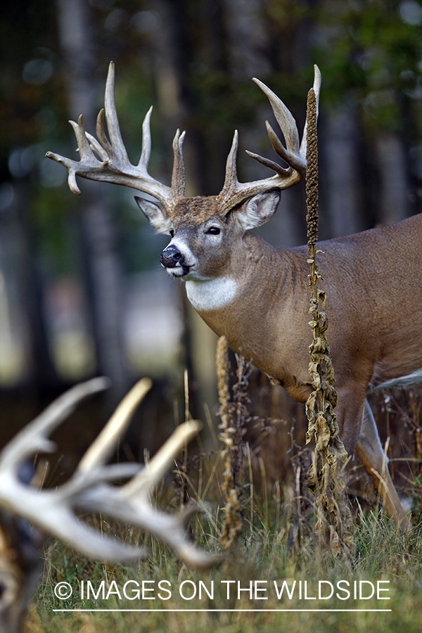 Whitetail bucks in habitat