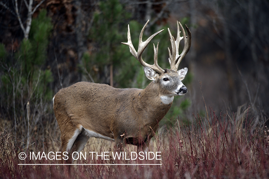 Whitetail buck in habitat.