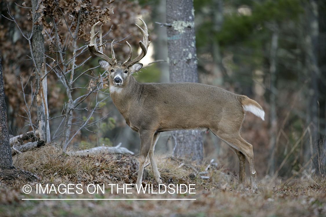 Whitetail buck in habitat.