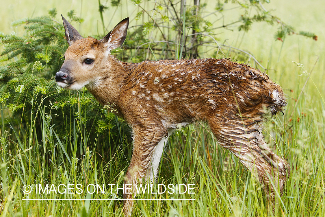 White-tailed Deer Fawns