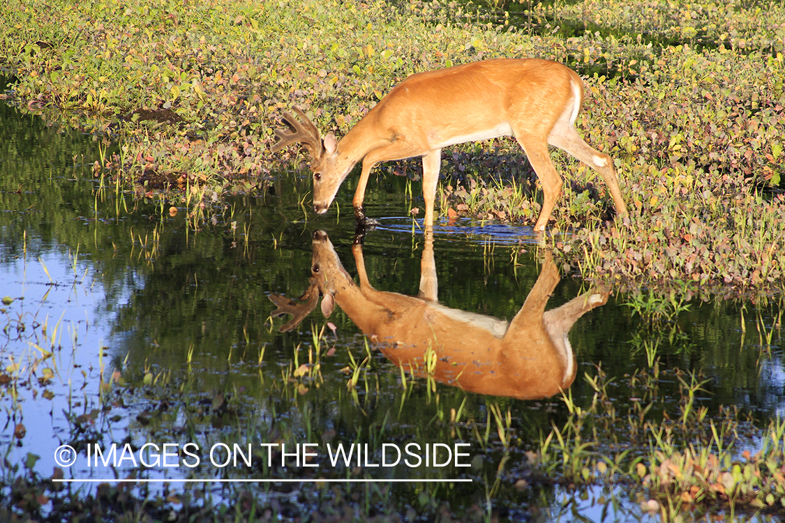 Whie-tailed deer apple creek