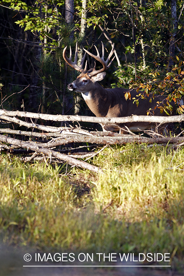 White-tailed buck in habitat