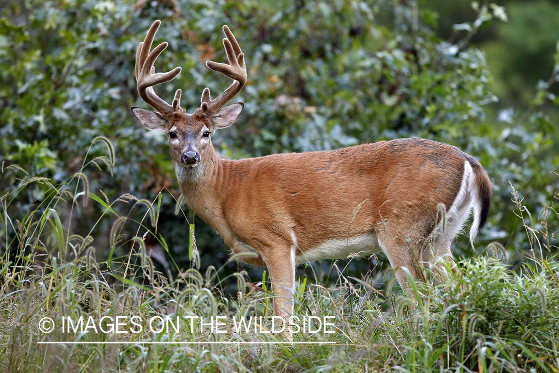 White-tailed buck in velvet 