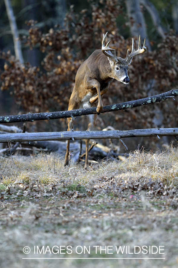 White-tailed buck in habitat. *