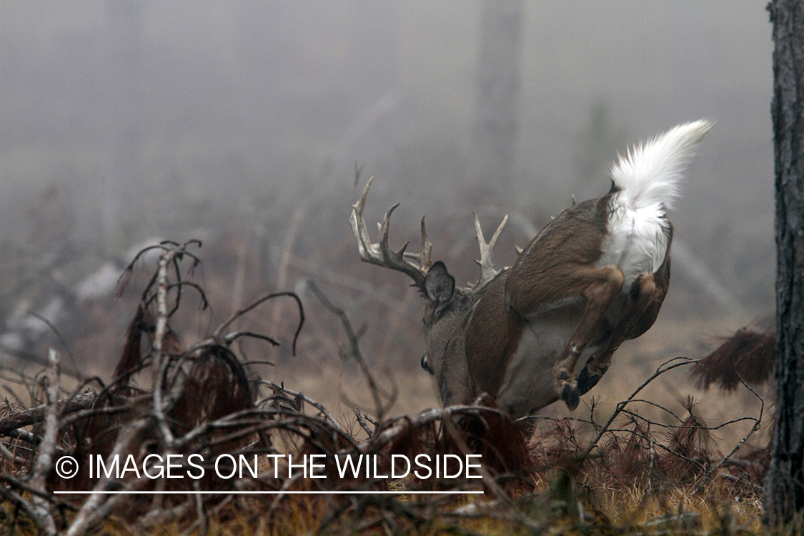 White-tailed deer fleeing.