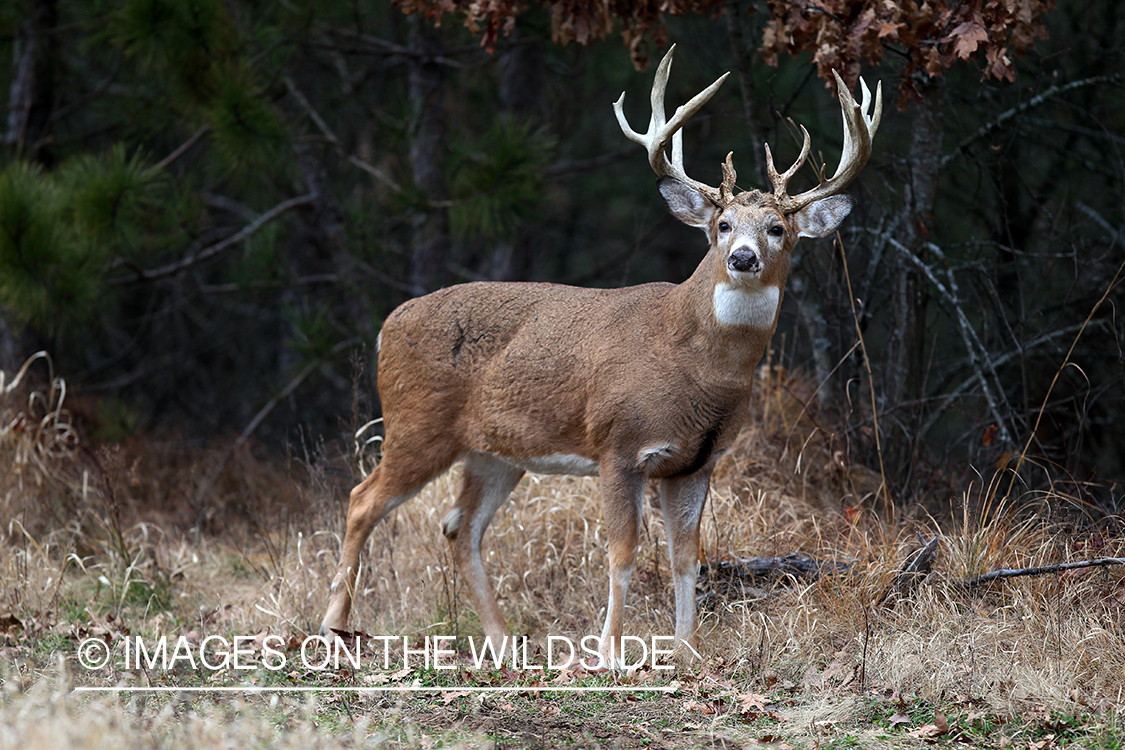 White-tailed buck in habitat. *