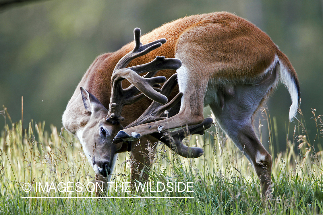 White-tailed buck in summer habitat *