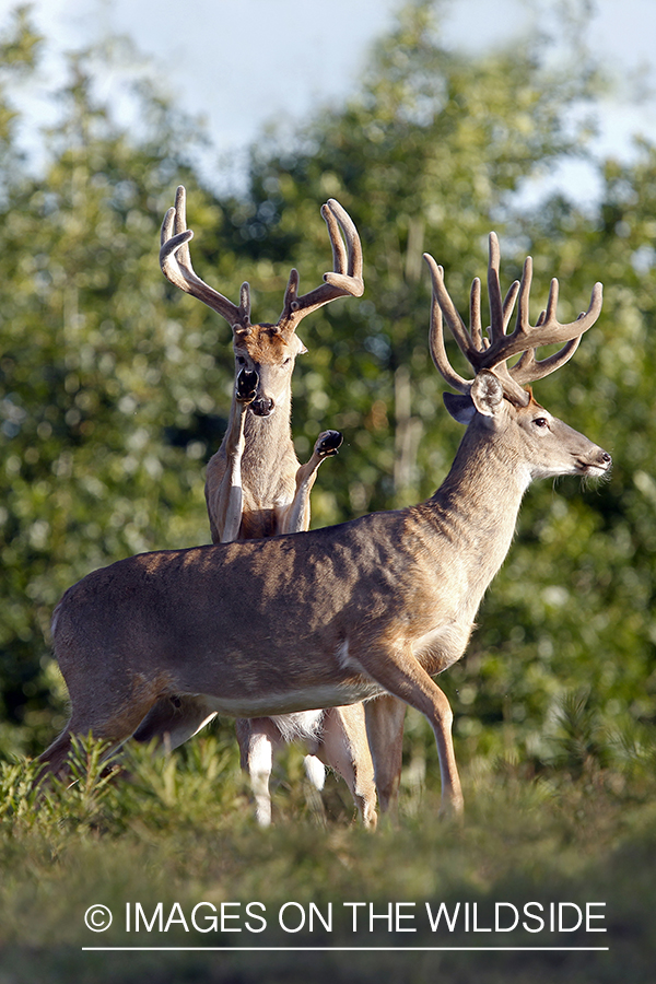 White-tailed bucks fighting. 