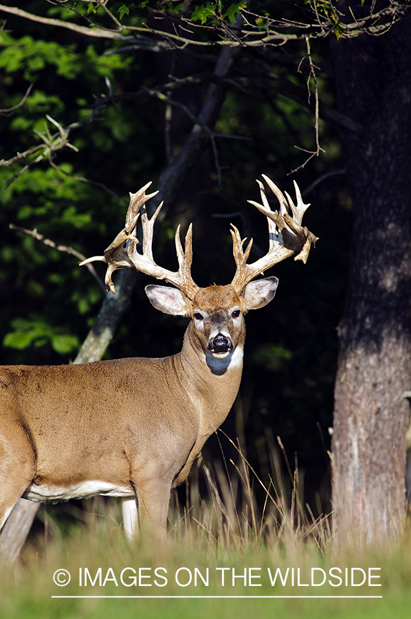 White-tailed buck in habitat. 