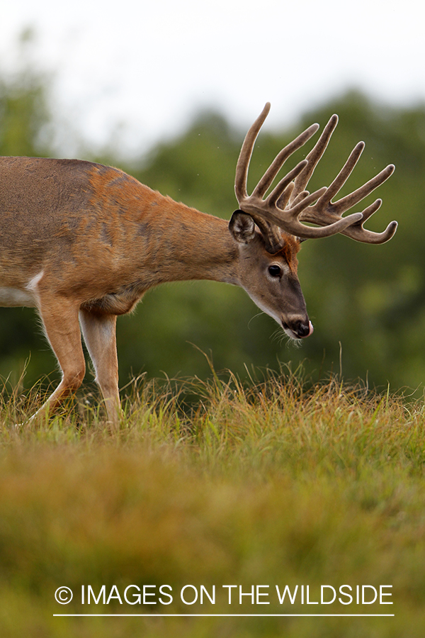 White-tailed buck in velvet.  