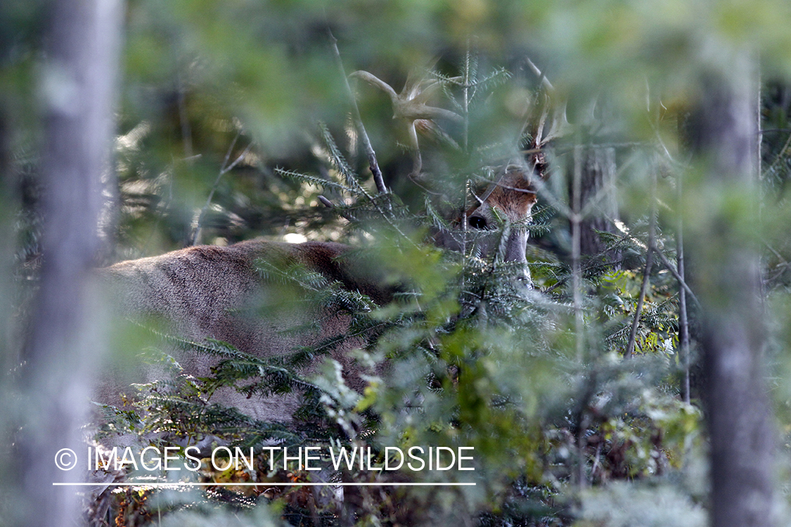 White-tailed buck shedding velvet.  