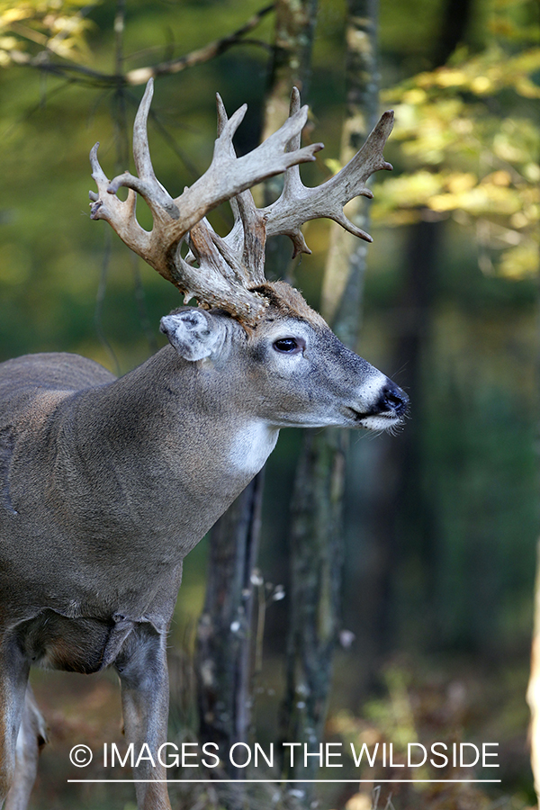 White-tailed buck in habitat. 