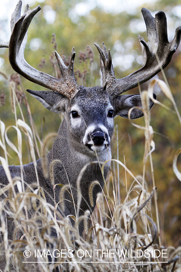 White-tailed buck in habitat. 