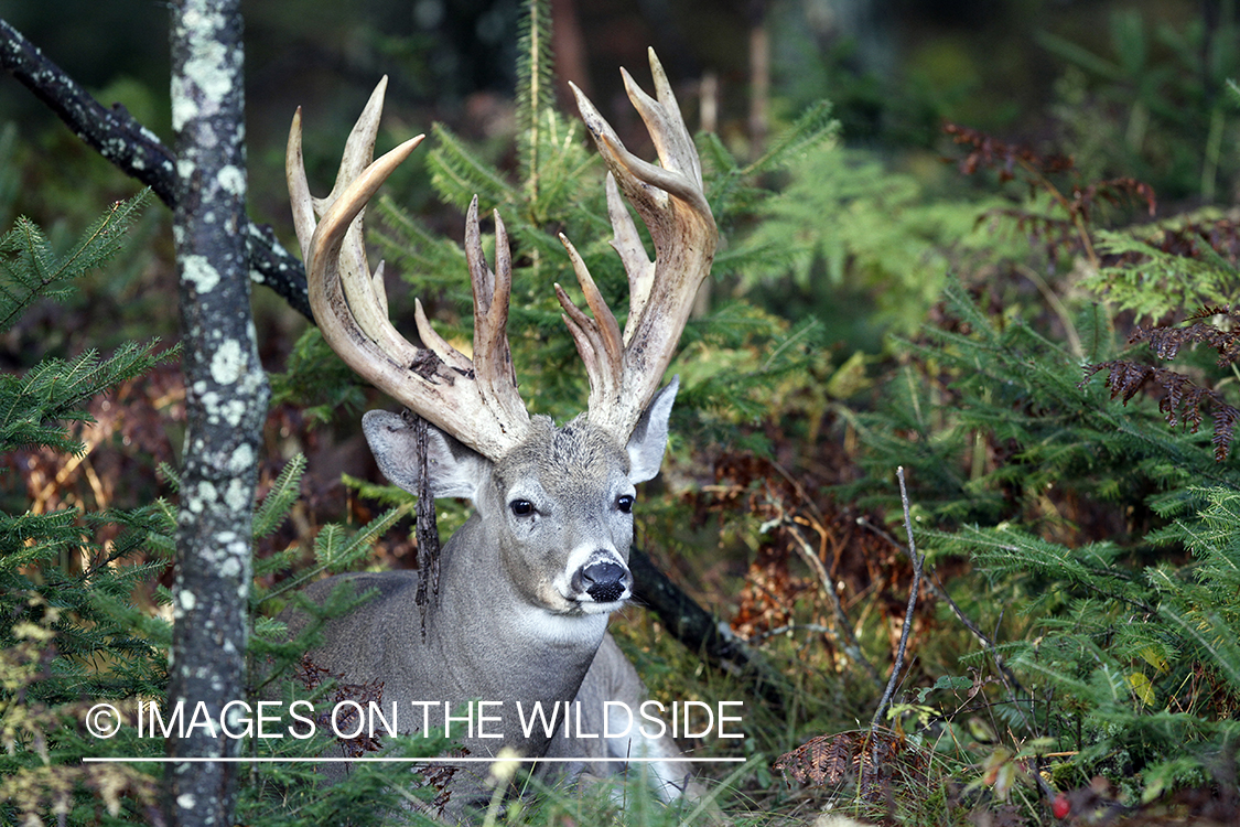 White-tailed buck in habitat. 