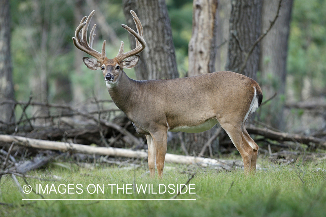 White-tailed buck in habitat.