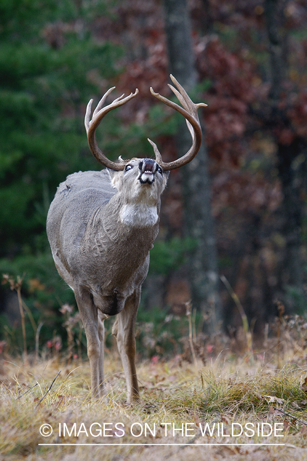 White-tailed buck lip curling back.