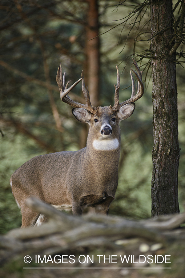 White-tailed buck in habitat.