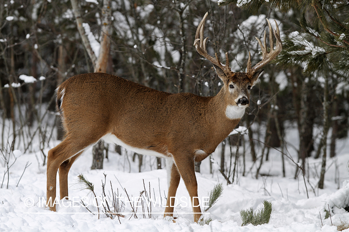 White-tailed buck in winter habitat.