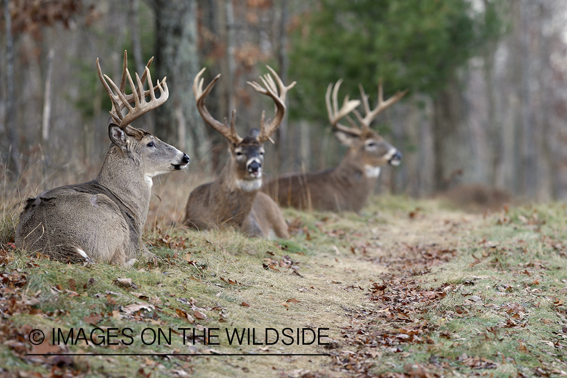 White-tailed bucks laying down.