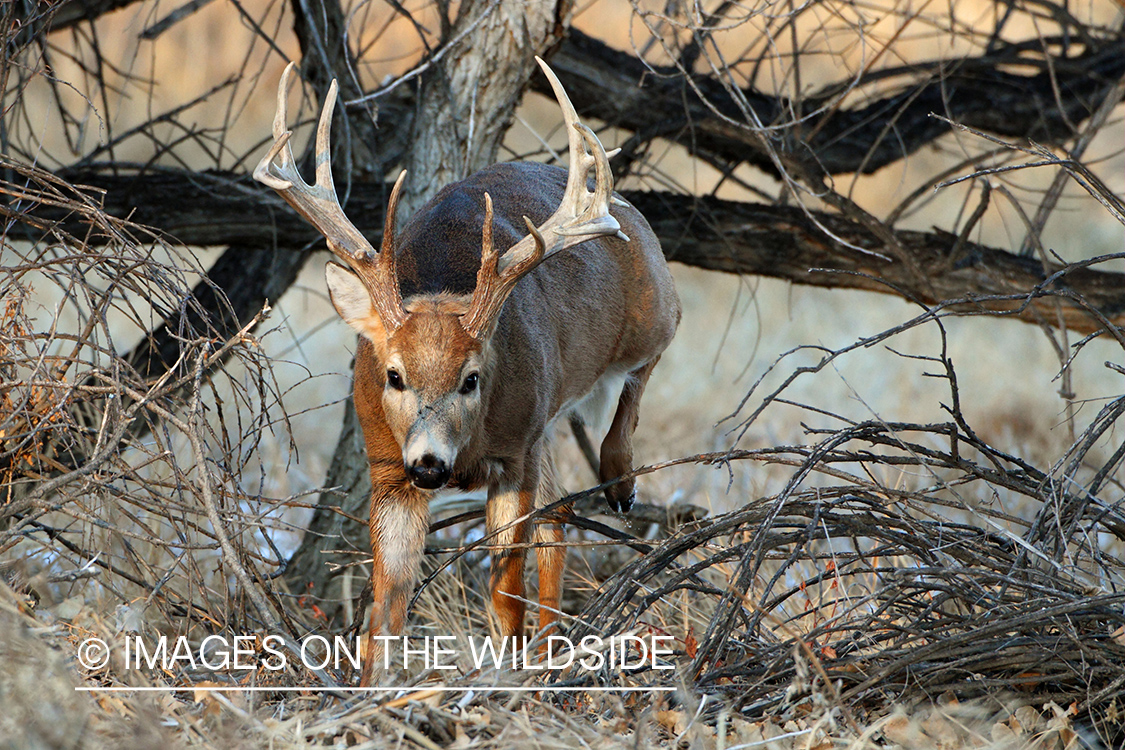 White-tailed buck in habitat.