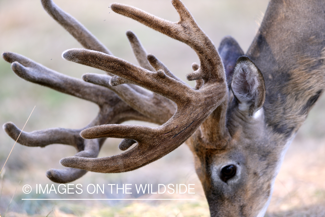 White-tailed buck in velvet.