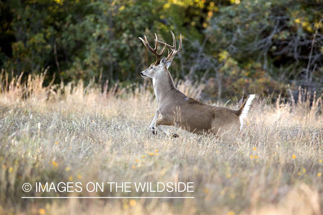 White-tailed buck fleeing in habitat.