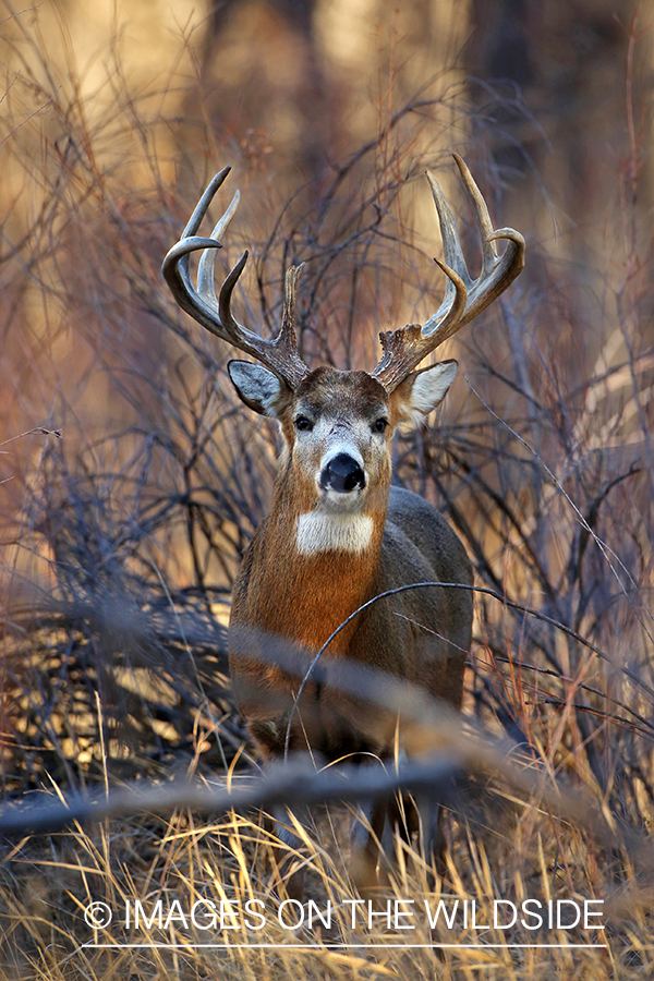 White-tailed buck in habitat. 