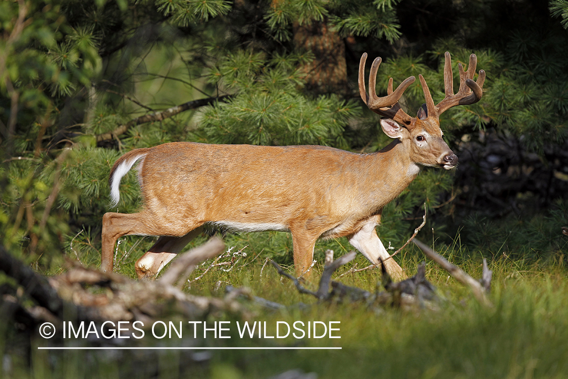 White-tailed buck in velvet.