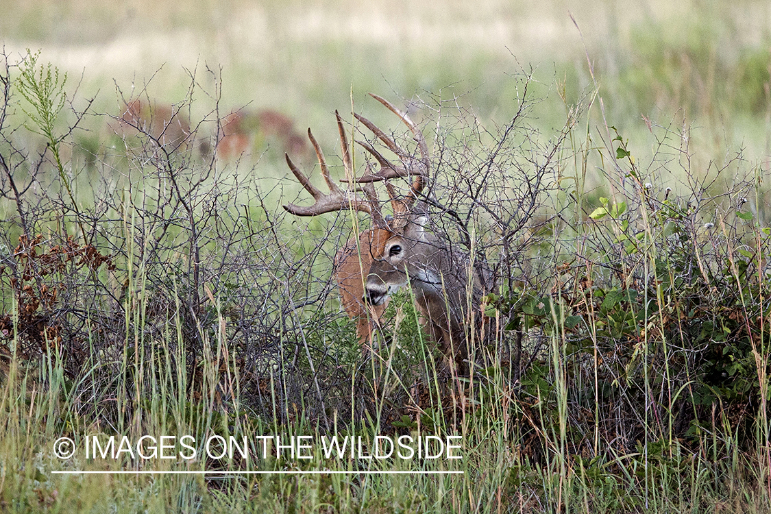 White-tailed buck in habitat. 