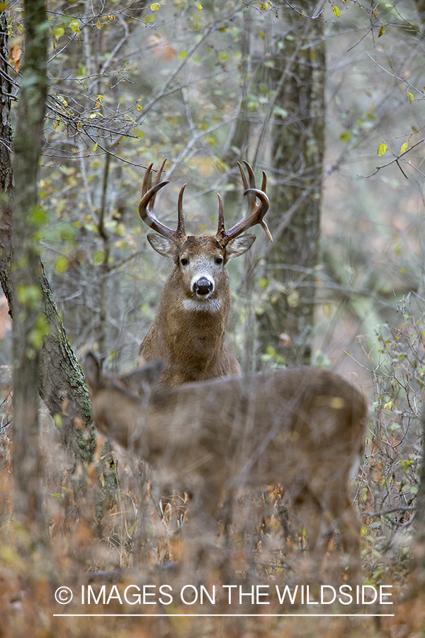 White-tailed buck and doe in habitat.