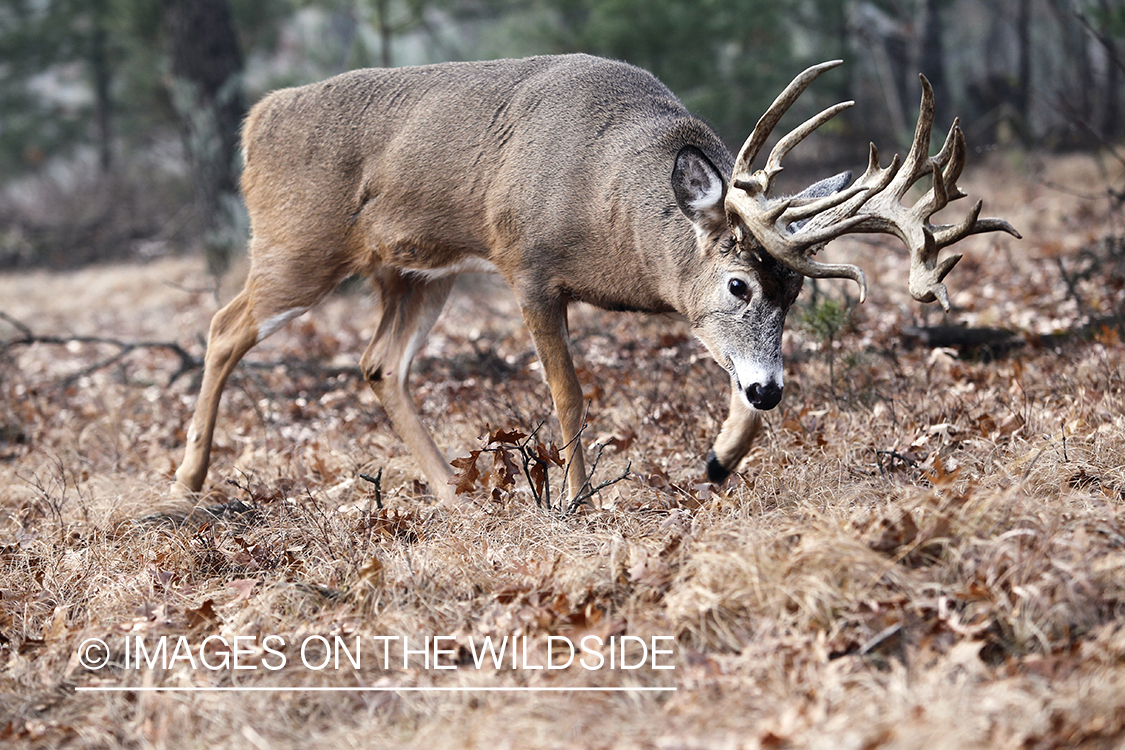 White-tailed buck following doe trail during the rut.
