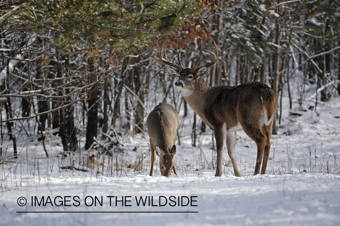 White-tailed buck approaching doe in the rut.