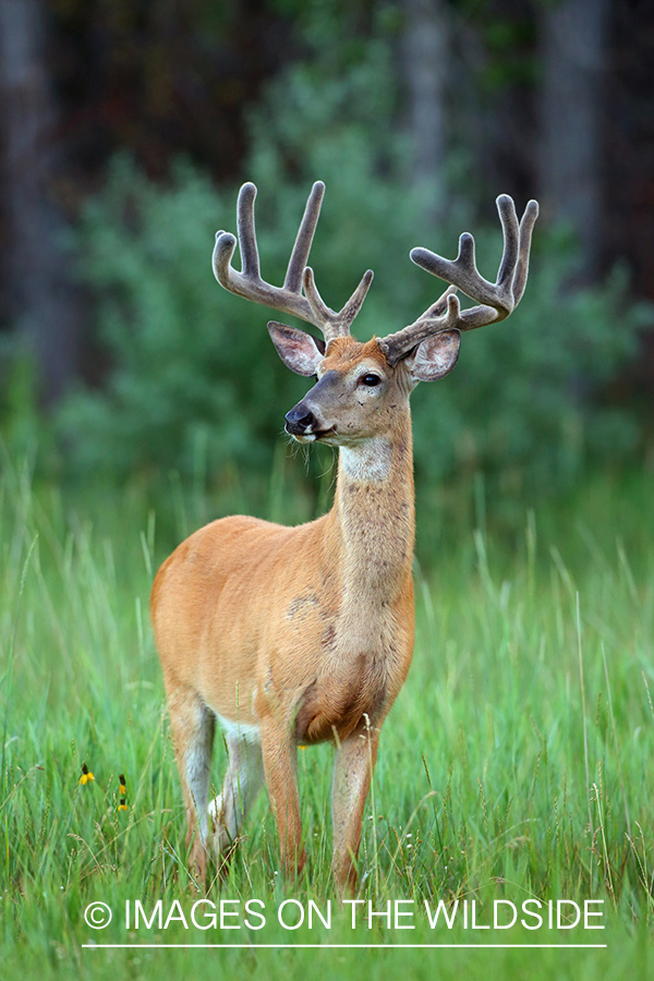 White-tailed Buck in Velvet.