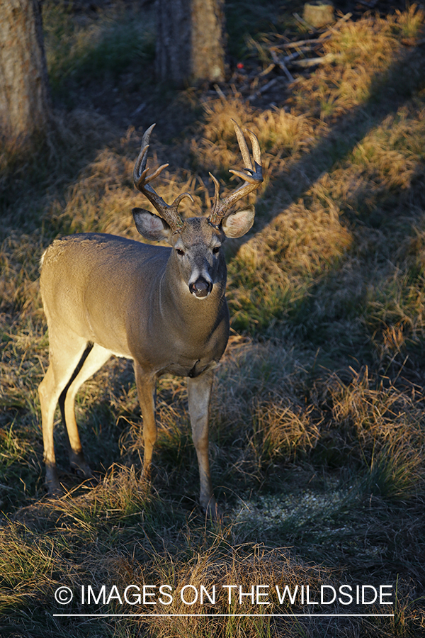 White-tailed buck photographed from tree stand.