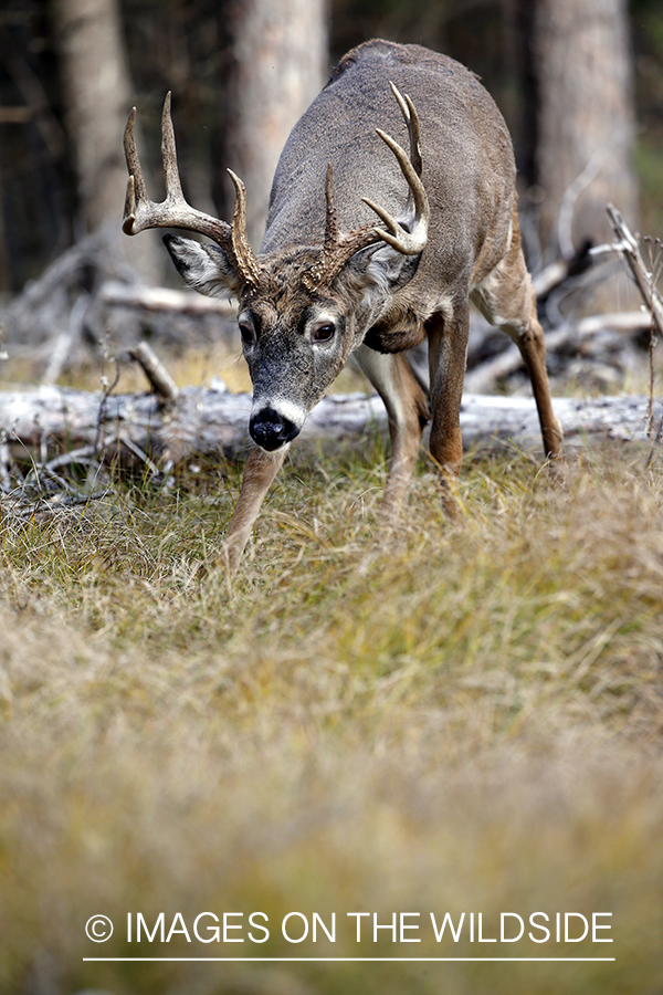 White-tailed buck in the Rut in habitat.