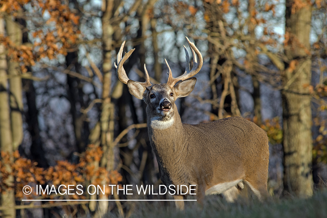 Whitetailed buck in habitat.