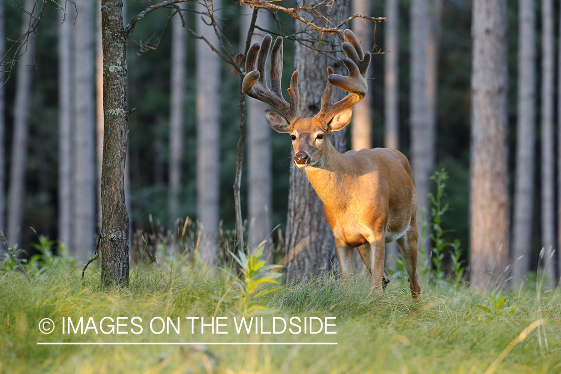 White-tailed buck in velvet.