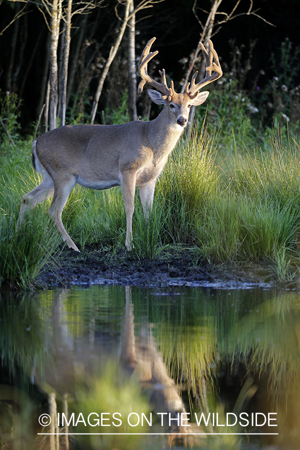 White-tailed deer in velvet next to water. 