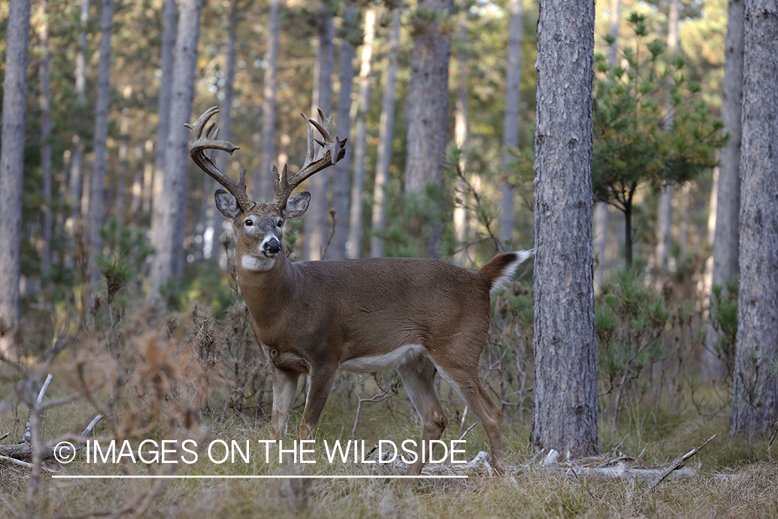 White-tailed buck in field.