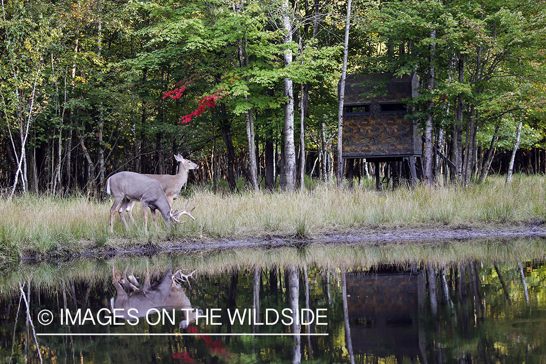 White-tailed buck with doe next to blind.