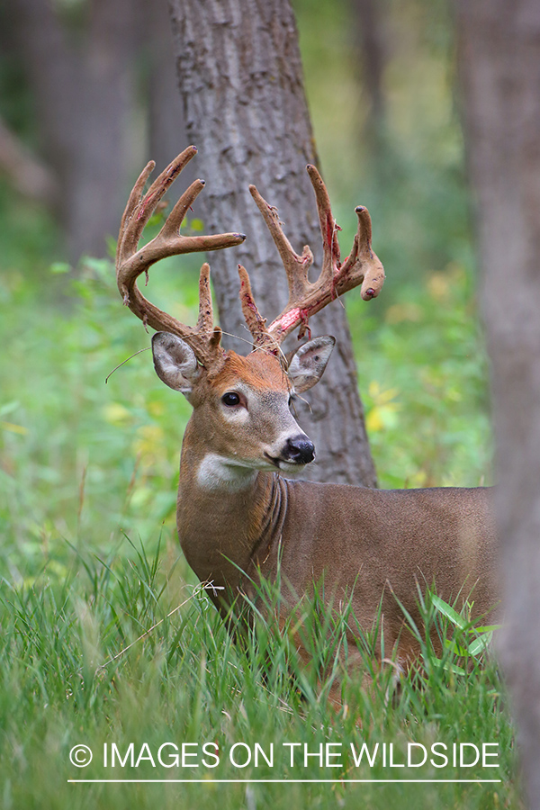 White-tailed buck in Velvet.