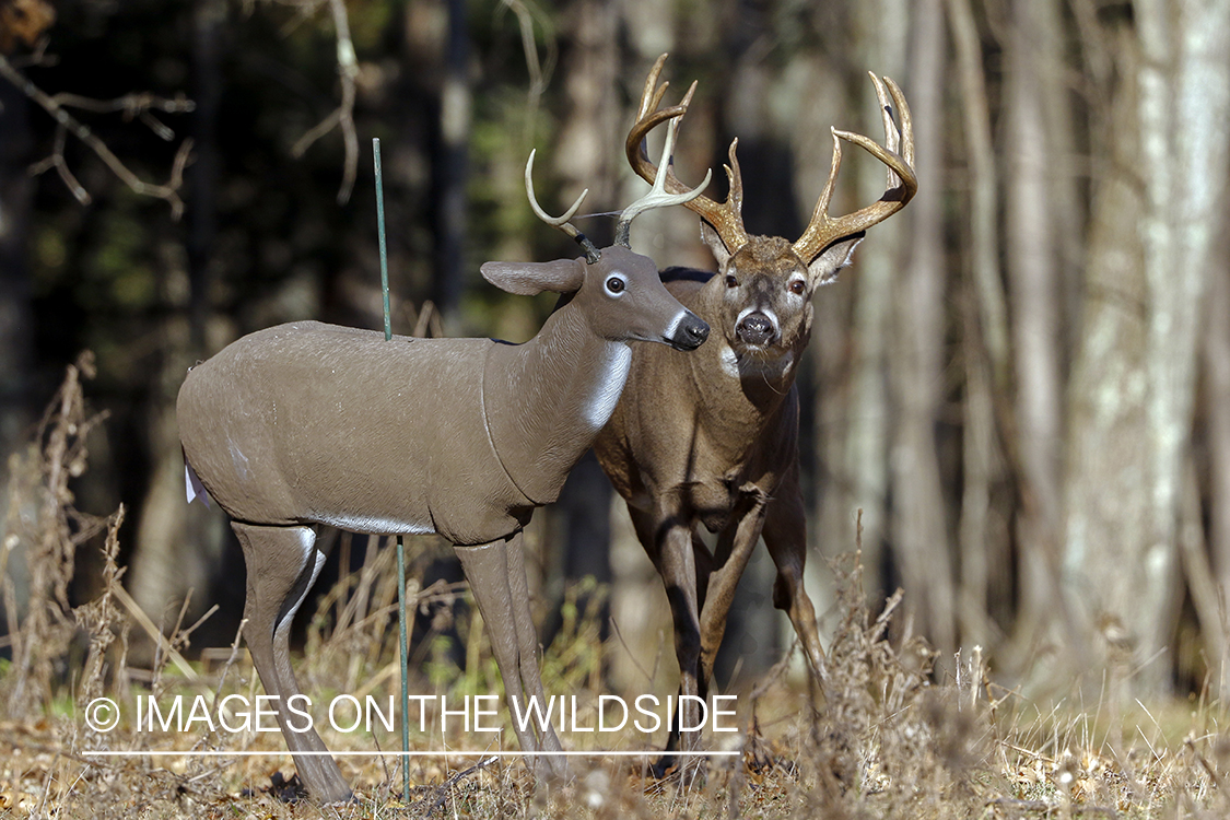 White-tailed buck confronting deer decoy.