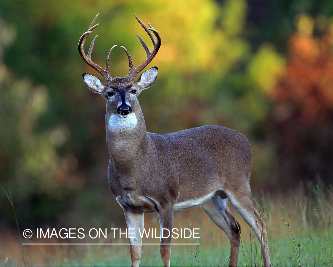 White-tailed buck in field.