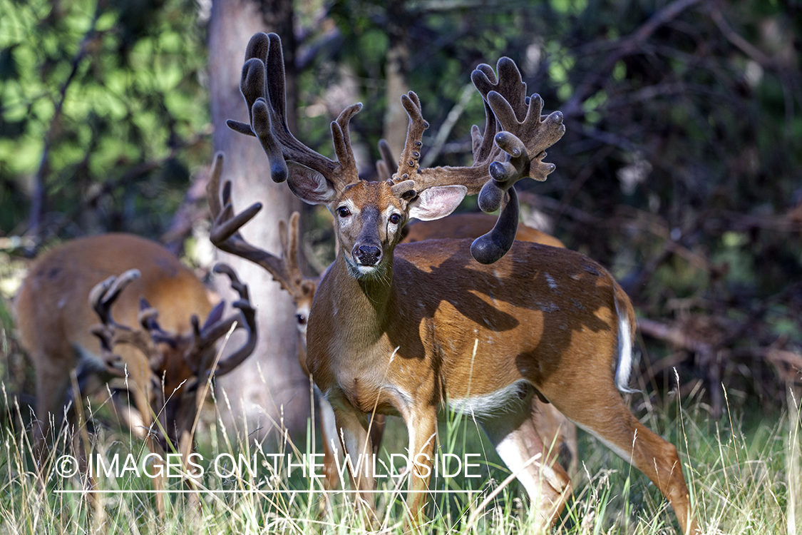 White-tailed bucks in Velvet.