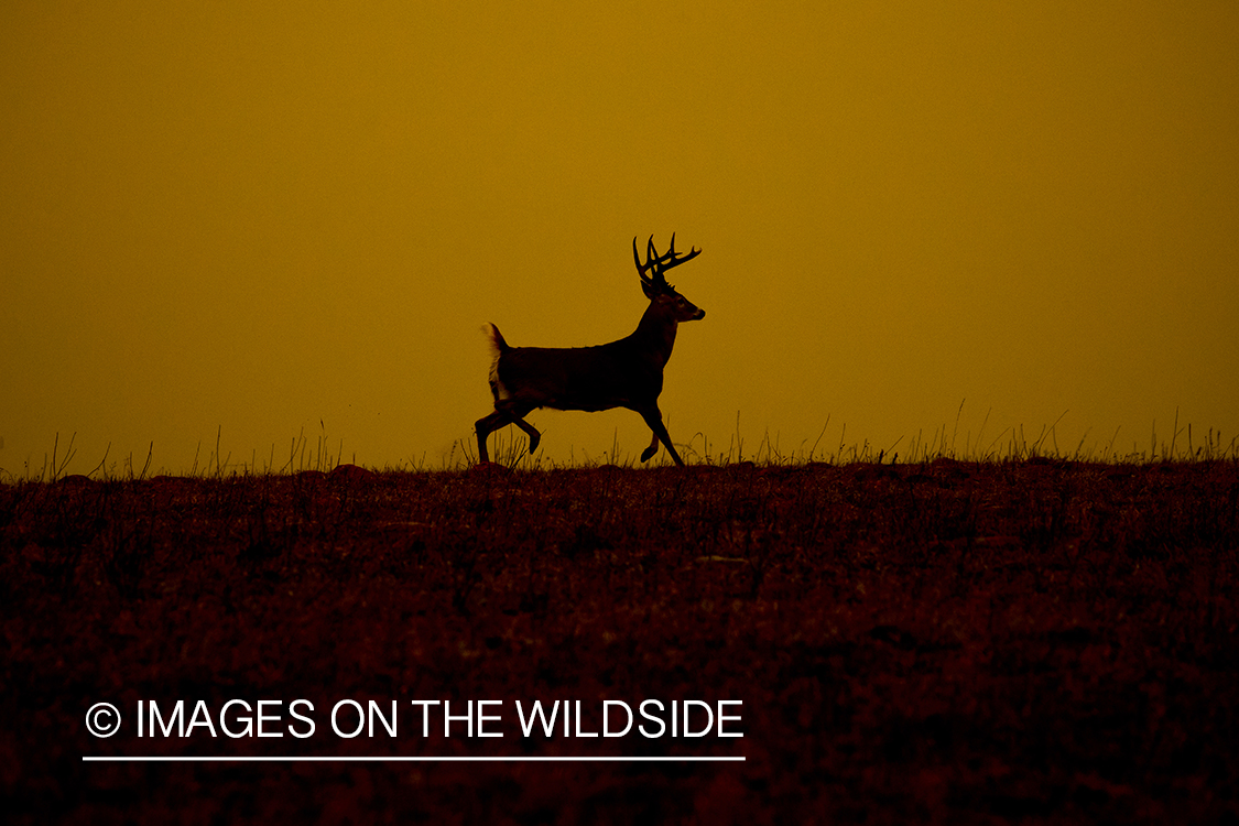 White-tailed buck in field.