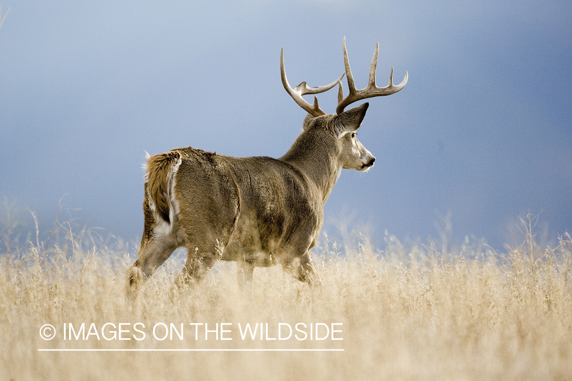 White-tailed deer in habitat